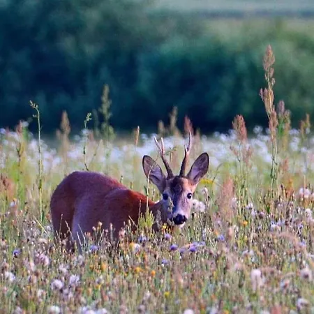 Lodge Nad Jeziorem Widokowo